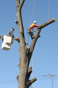 Tree Trimming Richardson, Texas