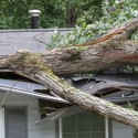 Richardson Emergency Tree Service