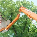 Richardson Tree Trimming