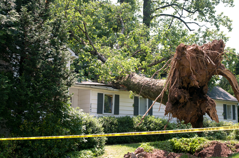 Richardson Tree Removal